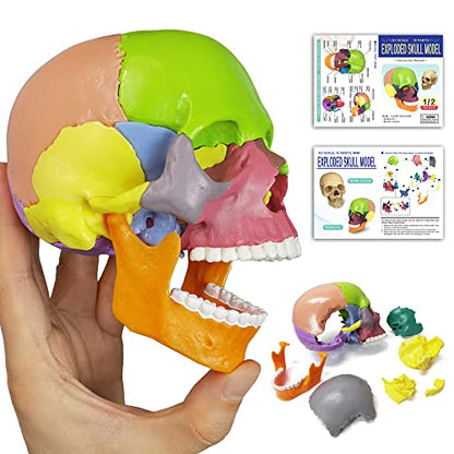 15-Part Puzzle Anatomy Skull Model,Colorful Exploded Brain Model Detachable