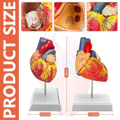 JNMFTD 2X Enlarged Anatomical Heart Model,4-Part Removable Human Heart Model with Ventricles Atria Valves Veins Artery Magnetic Assembly Colorful Number Guide for Science Classroom Cardiology Study - size: 2X Enlarged