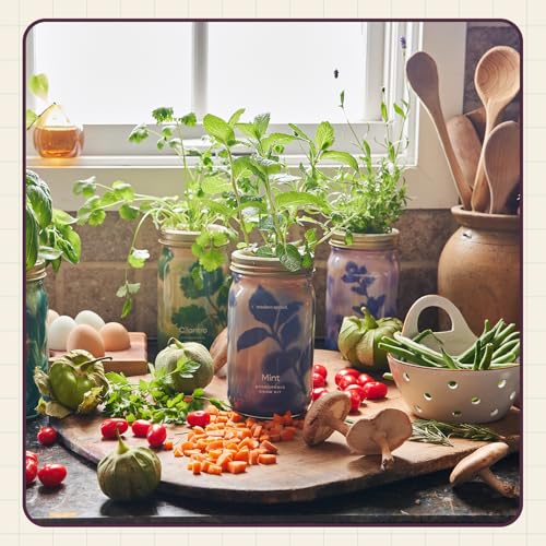 Modern Sprout Mason Garden Jar - Self-Watering Hydroponics Kit - Rosemary - color: Rosemary, size: Garden Jars