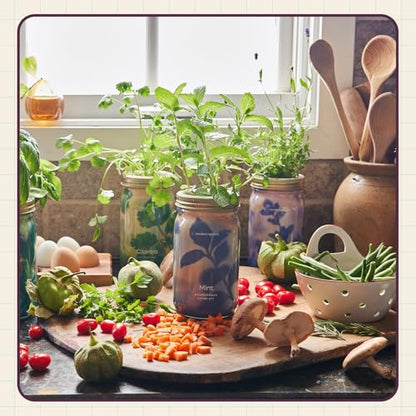 Modern Sprout Mason Garden Jar - Self-Watering Hydroponics Kit - Rosemary - color: Rosemary, size: Garden Jars