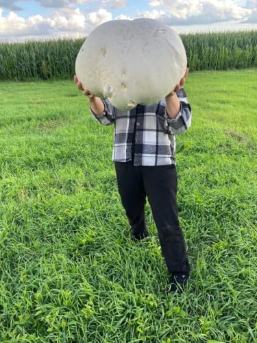 Giant Puffball Mushroom Spores in Grains – Calvatia Gigantea for Planting