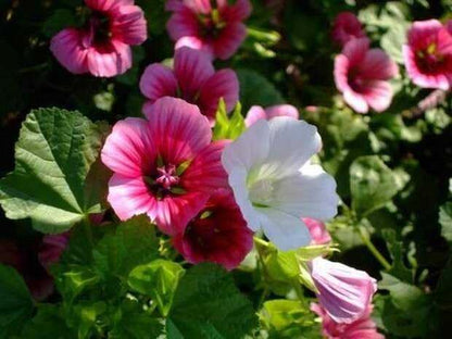 Malope Seed Mix Malva-Rose Annual Mallow 200+ Non-GMO Seeds