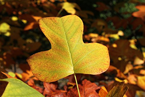 Tulip Poplar | Tree Seed Grow Kit | The Jonsteen Company