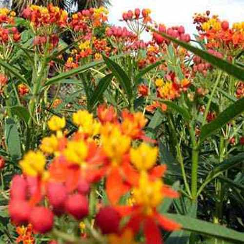 Outsidepride Tropical Milkweed Seeds - 2000 Pcs Perennial, Heat & Humid Tolerant, Pollinator-Friendly Wildflower Seeds, Ideal for Monarch Butterflies, Cut Flowers, Borders, or Meadows - size: 2000 Seeds