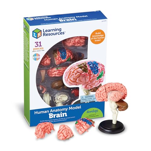 Learning Resources Human Anatomy Model Brain