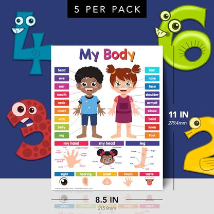 FoldCard My Body Chart Educational Poster 8.5x11 5pk - color: My Body