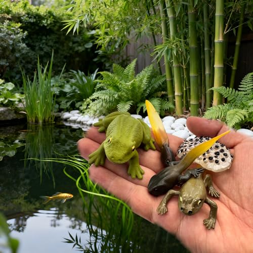 Montessori Life Cycle Animal Figures with Flash Cards, Lifelike Animal Growth Cycle Biological Model Set (Frog) - style: Frog