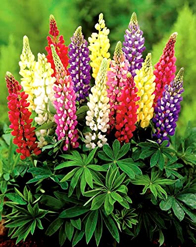 Lupine Flower Mix 50+ Seeds Bluebonnet Quaker Bonnets Wildflower Lupin Mixed Colors Seeds for Flower Garden (Pack of 2) - size: small (Pack of 2)