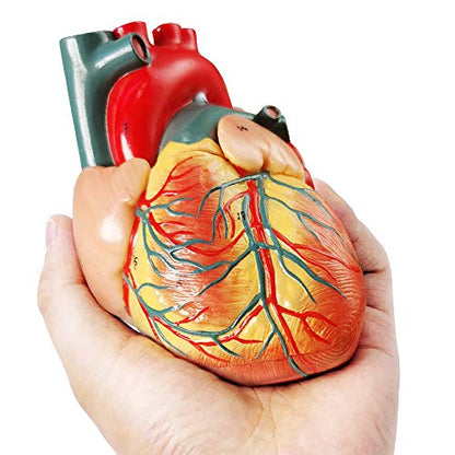 Generies Life Size Human Heart Model,2-Parts 1:1 Anatomical Heart Model On Diaphragm and Pericardium Base,34 Anatomical Structures Teaching Science Models for Classroom and Cardiology Study