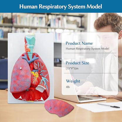 JNMFTD Human Respiratory System Model,1:1 Life Size Human Larynx Heart Lungs Anatomy Model 7-Parts Removable Organs with Product Manual Card PVC Labeled Number for Medical Study Display Educational
