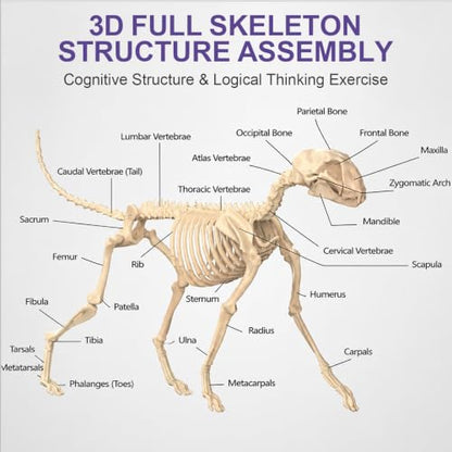 4D Vision Cat Anatomy Model, 35 Detachable Parts, Plastic Educational Model - size: Cat Model