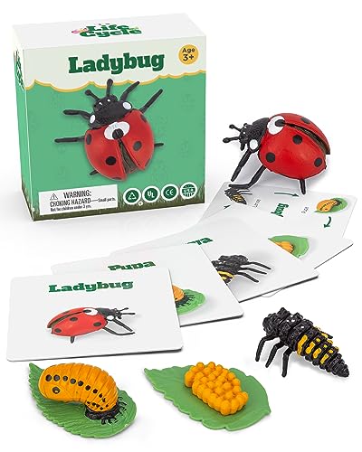 Life Cycle Kit Montessori - Realistic Figurine Toys, Kids Animal Matching Game with Ladybug, Easter Basket Stuffers for Kids, Science Fun for Learning Education Toys - style: Life Cycle - Ladybug
