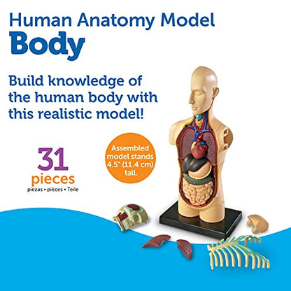 Learning Resources Human Anatomy Model Body