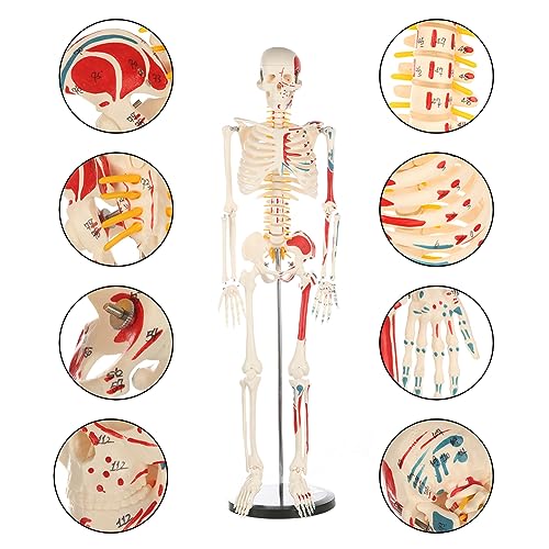 breesky Human Skeleton Model for Anatomy: Metal Stand & Removable Joints - color: Red+blue+white