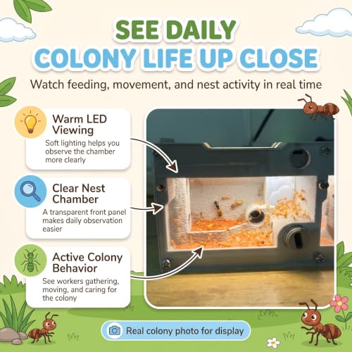 PADA Series 3D Light Nest Ant Farm with Activity Arena Modular Kit - size: Light Nest Kit