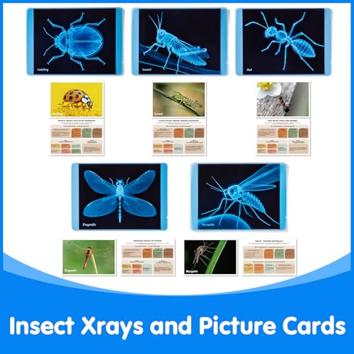 Insect Xrays – Bug Science Kit - Light Table Accessories - style: Insect Series