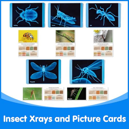 Insect Xrays – Bug Science Kit - Light Table Accessories - style: Insect Series