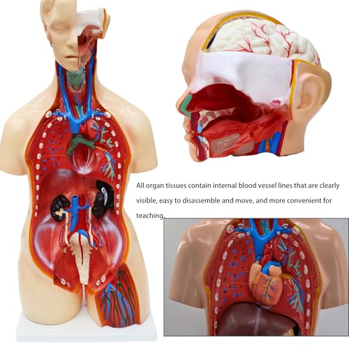 Anatomical Human Torso Body Model with 23 Removable Organs Parts 33.5in Life Size with Heart Head Skull Brain Skeleton Model for Teaching