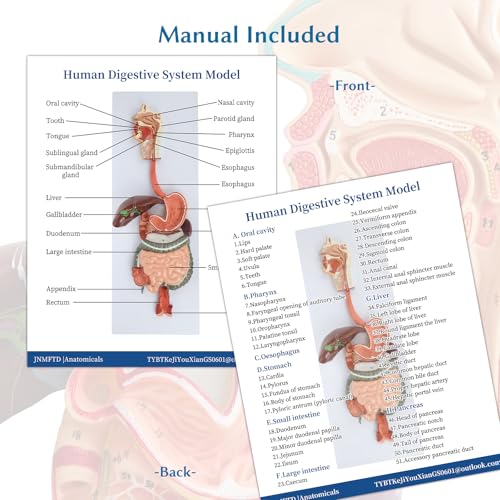 JNMFTD Human Digestive System Anatomy Model,Life Size 2 part Removable Stomach Nasal cavity Pharynx Liver Stomach Rectum Intestine with Product Manual Card Labeled Numbered for Medical Education Study