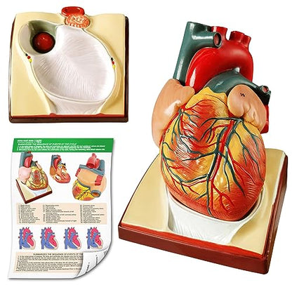 Generies Life Size Human Heart Model,2-Parts 1:1 Anatomical Heart Model On Diaphragm and Pericardium Base,34 Anatomical Structures Teaching Science Models for Classroom and Cardiology Study