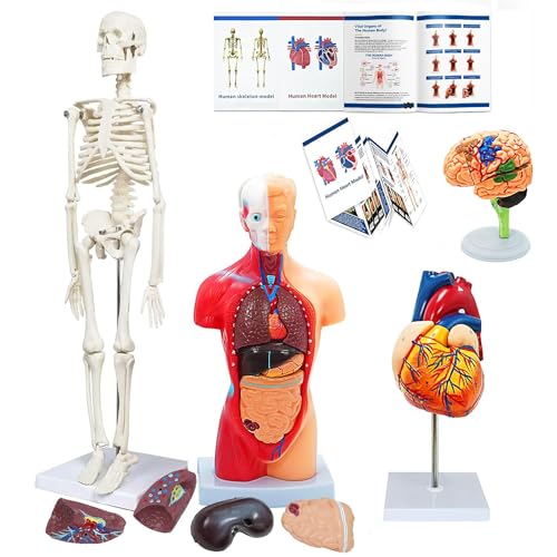 Human Anatomy Body Model Kit, Sets of 4 Human Heart Brain Torso and Skeleton Models Removable Parts with Anatomical Guide Booklet 3D Model Study for Kids Medical Student Educational Demonstration