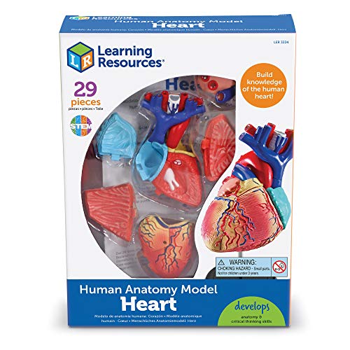 Learning Resources Human Heart Model