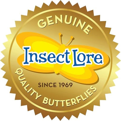 Insect Lore Two Cups of Live Caterpillars | Painted Lady Butterflies | Includes 2 Chrysalis Holding Logs | 10 Live Baby Caterpillars | Refill for Habitats and Kits