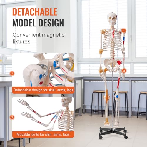 VEVOR Human Skeleton Model for Anatomy, 71.65" Life Size, Accurate PVC Anatomy Skeleton Model with Ligaments, Movable Arms, Legs & Jaw, with Muscle Origin & Insertion Points, for Professional Teaching - size: Life Size