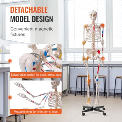 VEVOR Human Skeleton Model for Anatomy, 71.65" Life Size, Accurate PVC Anatomy Skeleton Model with Ligaments, Movable Arms, Legs & Jaw, with Muscle Origin & Insertion Points, for Professional Teaching - size: Life Size