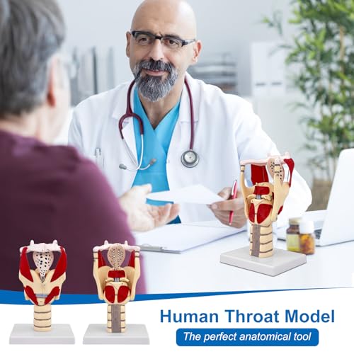 JNMFTD 3X Larynx Function Anatomy Model, Enlarged Human Pharynx Model Throat Muscle Cartilage Glottis Laryngeal Prominence Movable with Labeled Number Product Manual Card for Medical Education Study - size: 12"L x 5"W
