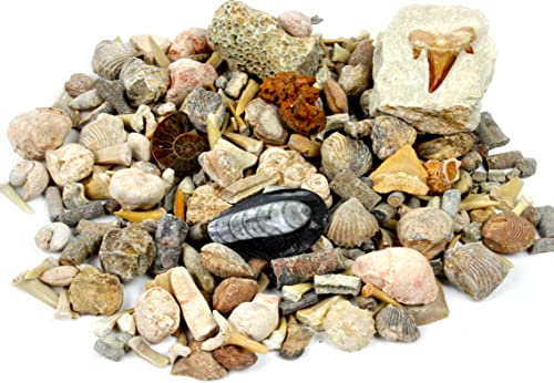DANCING BEAR Geology Fossil Bundle – 2 STEM Activity Kits: Rock, Mineral & Geodes and Fossil Sorting Activity