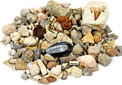 DANCING BEAR Geology Fossil Bundle – 2 STEM Activity Kits: Rock, Mineral & Geodes and Fossil Sorting Activity