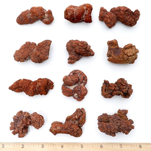 DANCING BEAR Authentic Coprolite (Fossilized Poop!), Velvet Bag and Description Card, Great Genuine Fossil Gift for Kids and Adults