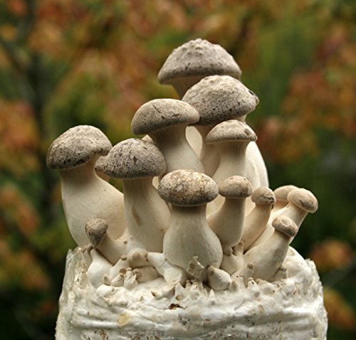 Two Mushroom Grow Kits, 3Lb Each (Two King Oyster Kits) - style: Two King Oyster Kits