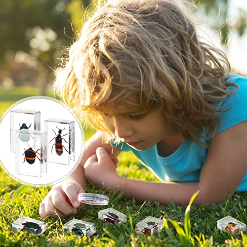 40 Pcs Insect in Resin Specimen Bugs Collection Paperweights Real Bugs in Resin Various Insect Specimen for Kids Scientific Educational Supplies