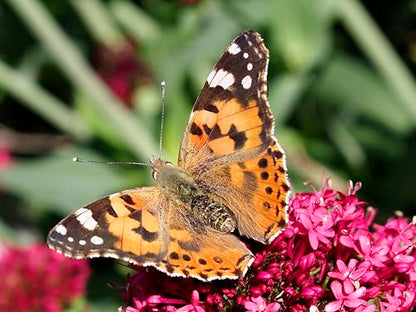 Insect Lore 40 Live Baby Painted Lady Caterpillars | 8 Cups of Caterpillars Basic, 5 Per Cup - Refill for Butterfly Kit | Caterpillars and Food Included - style: 8 Cups Basic