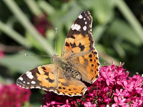 Insect Lore Cup of Caterpillars - 5 Live Painted Lady Caterpillars with Food - Refill for Butterfly Garden Kit - Chrys-A-Lid Holding Log Included - STEM Learning Activity