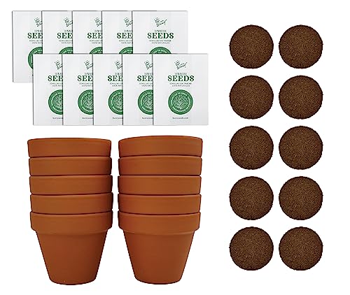 BUZZY Seeds Dwarf Sunflower Grow Kit 10-Pack, Terracotta Pots, Indoor
