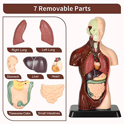 Human Body Model, 8 Pcs Removable with Skeleton Model for Kids