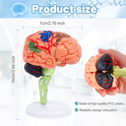 32-Piece Human Brain Anatomy Model with Display Stand, 4.3-Inch Detachable Brain Replica for Adult Anatomy Study, College Biology, Nursing and Medical Education