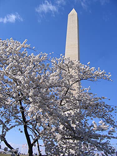 Washington D.C. Cherry | Tree Seed Grow Kit | The Jonsteen Company