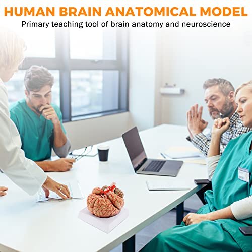 WICHEMI Human Brain Model Anatomy 8-Part Life Size Anatomical Model