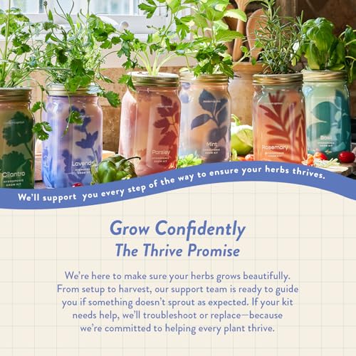 Modern Sprout Mason Garden Jar - Self-Watering Hydroponics Kit - Mint - color: Mint, size: Garden Jars