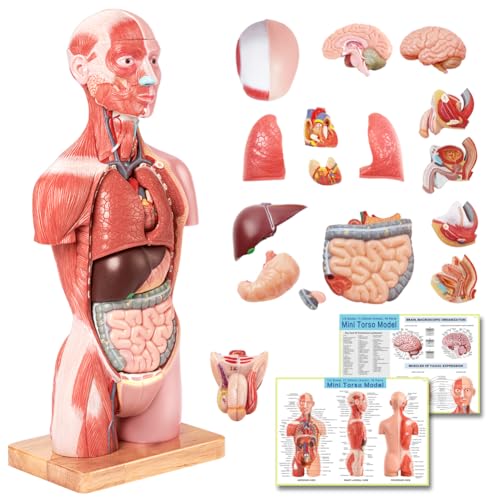 2026 New Human Body Deluxe Musculature Model, 16 Pcs Removable 17 inch