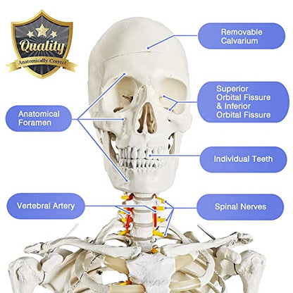 2026 New Medical Anatomical Human Skeleton Model, Life Size
