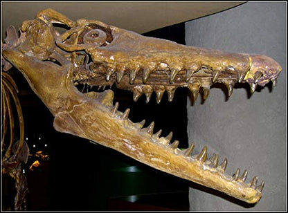 Genuine Dinosaur Era Shark, Fish, Reptile Teeth & Bone Fossils from The Phosphate Mines of Morocco, N.Africa 1/2 Lb w/Free Identification Card
