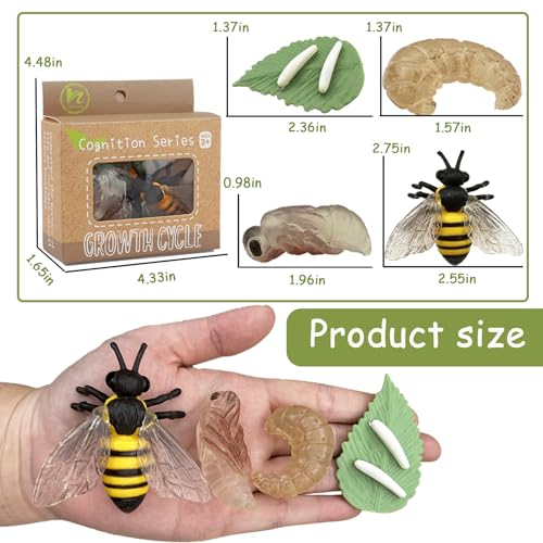 Mbrain 4pcs Bee Growth Cycle with Flash Cards,Life Cycle Learning & Education Toys,Montessori Toys,Gift for Girl & Boy for 3 4 5 6 7 Year Old (Bee) - color: Bee