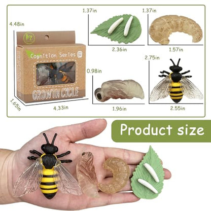 Mbrain 4pcs Bee Growth Cycle with Flash Cards,Life Cycle Learning & Education Toys,Montessori Toys,Gift for Girl & Boy for 3 4 5 6 7 Year Old (Bee) - color: Bee