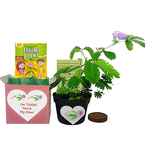 Product 1: TickleMe Plant Seeds Packets (2) Product 2: Mother's Day/Birthday TickleMe Plant Gift Box Set