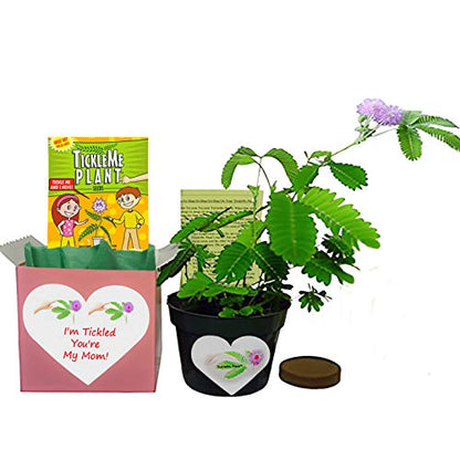Product 1: TickleMe Plant Seeds Packets (2) Product 2: Mother's Day/Birthday TickleMe Plant Gift Box Set